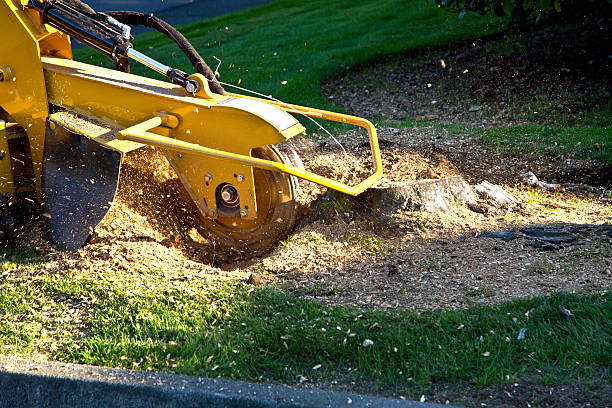 Lawn Maintenance Plans in Newton, NC